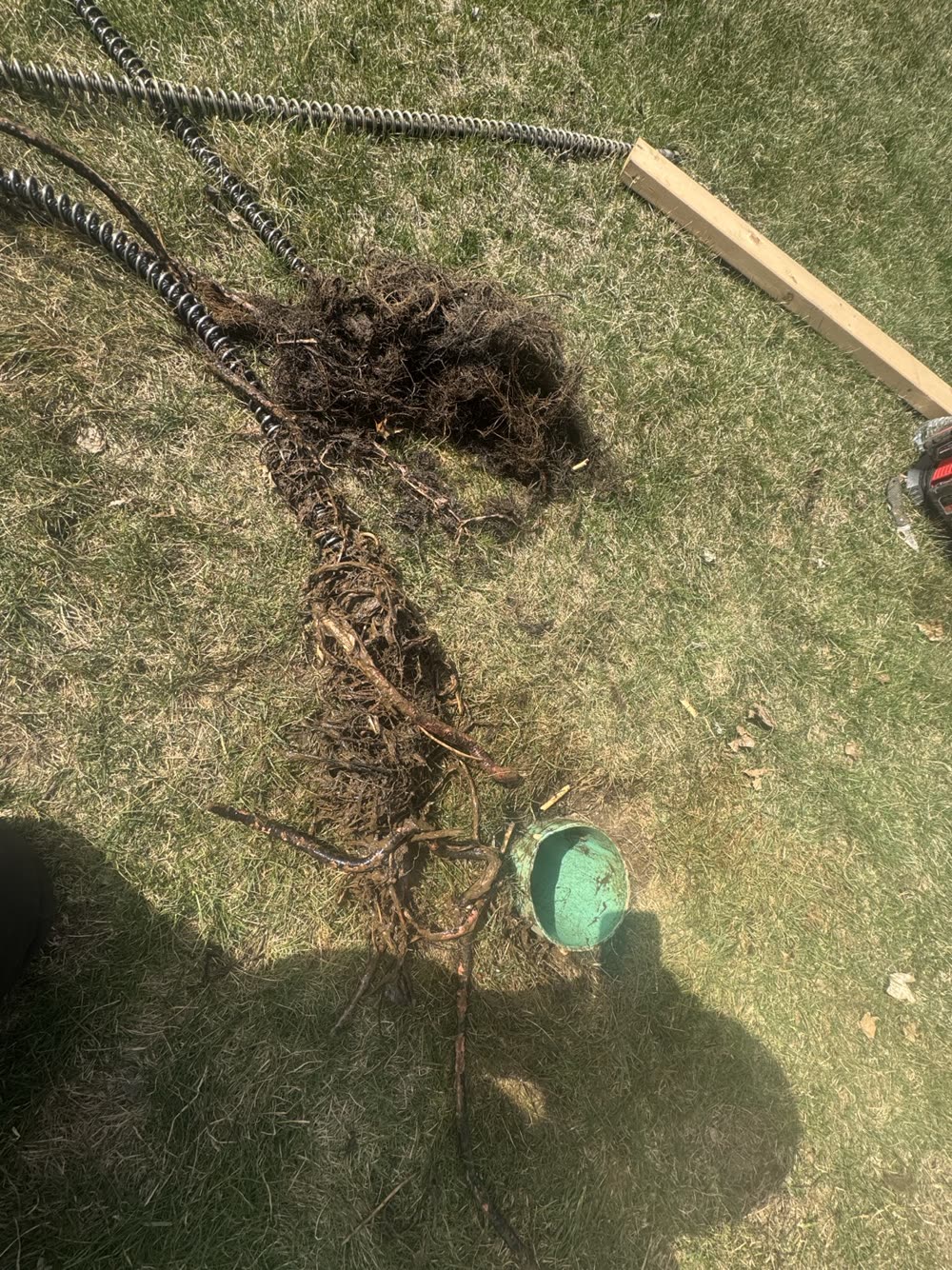 Roots removed from a sewer line during Pipe Patrol service