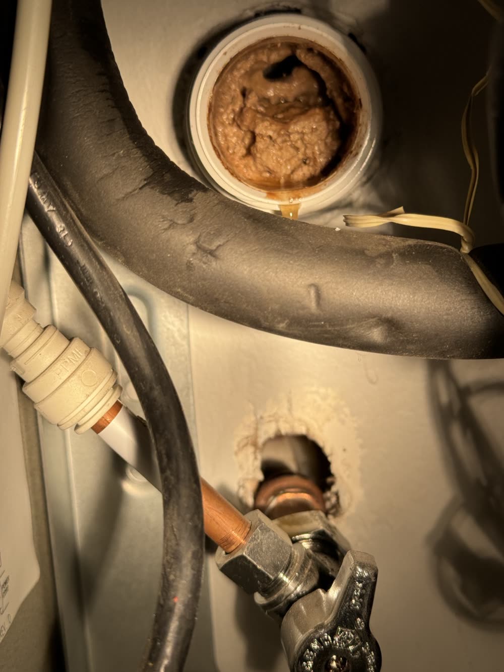 Coffee-related buildup inside the drinking fountain drain line